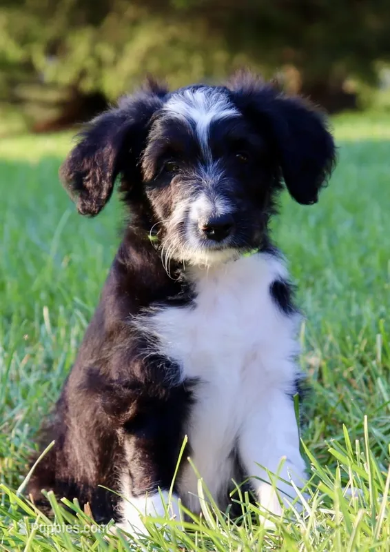 Aqua Di Gio – Aussiedoodle puppy for sale in Decatur, IL