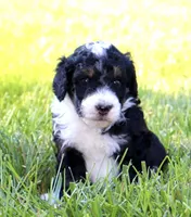 Grave Digger , a male Aussiedoodle and Bernedoodle for sale in Decatur, IL – 1 of 1