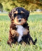 Cruz, a male Aussiedoodle for sale in Decatur, IL – 1 of 3