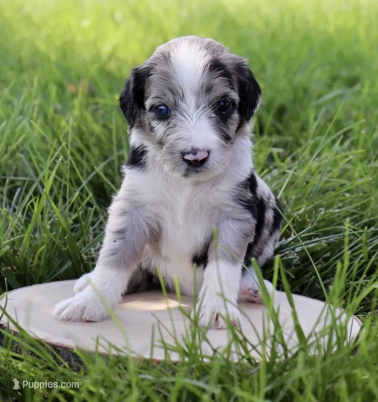 Opium – Aussiedoodle puppy for sale in Decatur, IL