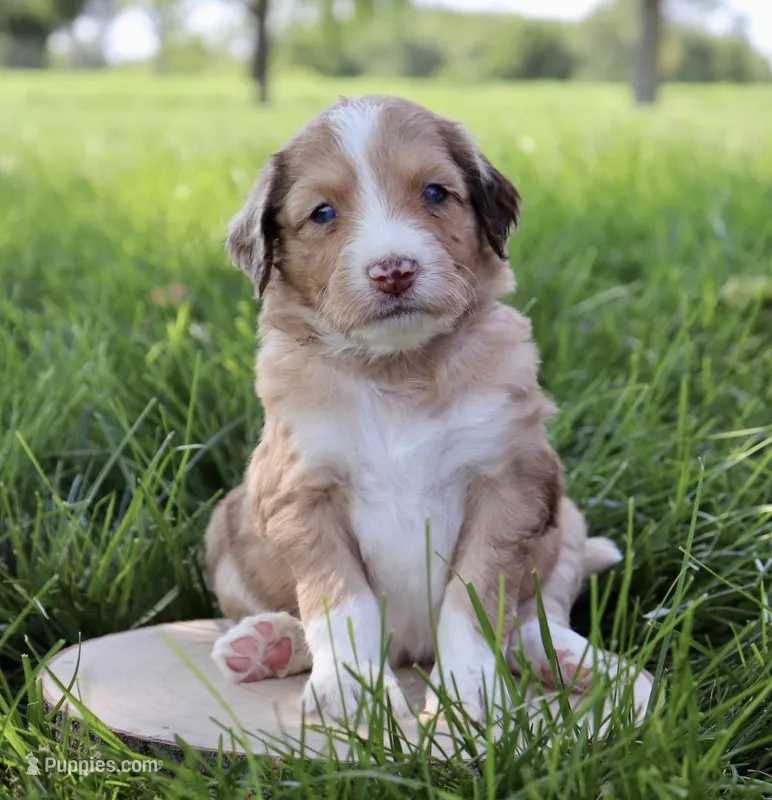 Hugo Boss – Aussiedoodle puppy for sale in Decatur, IL