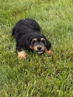 Winton , a male Aussiedoodle for sale in Decatur, IL – 3 of 4