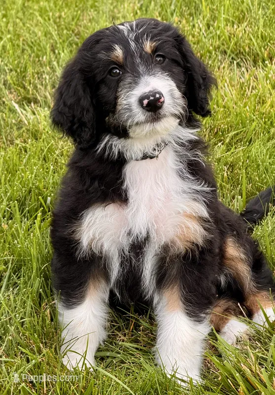 Rocko – Aussiedoodle puppy for sale in Decatur, IL