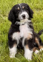 Rocko, a male Aussiedoodle for sale in Decatur, IL – 1 of 2