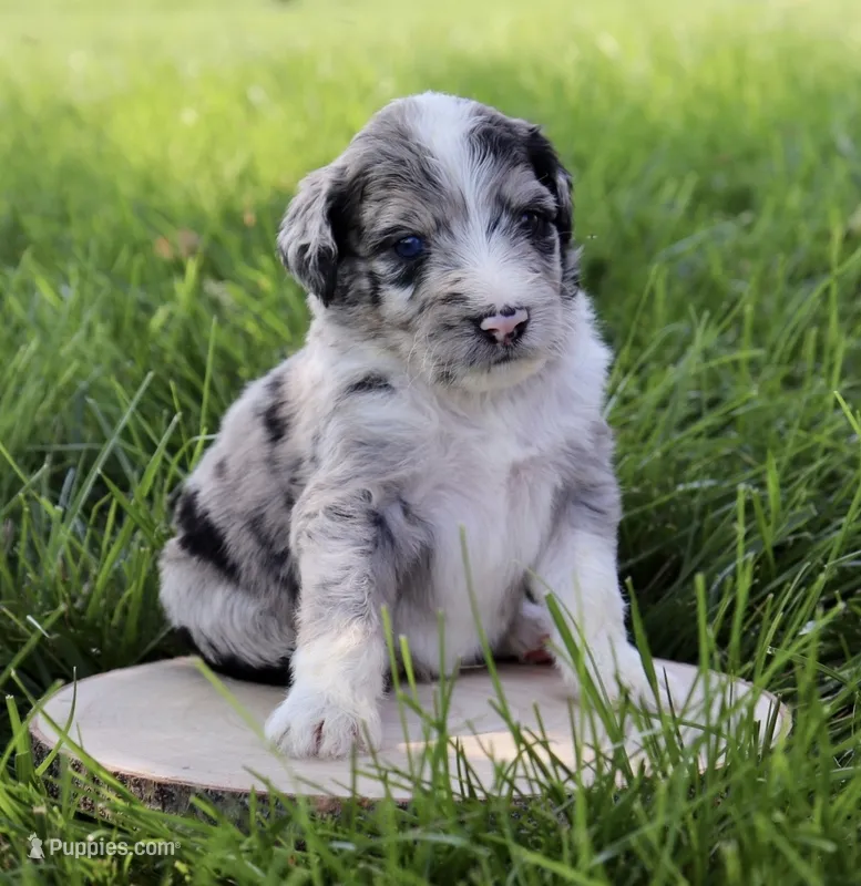 Savage – Aussiedoodle puppy for sale in Decatur, IL