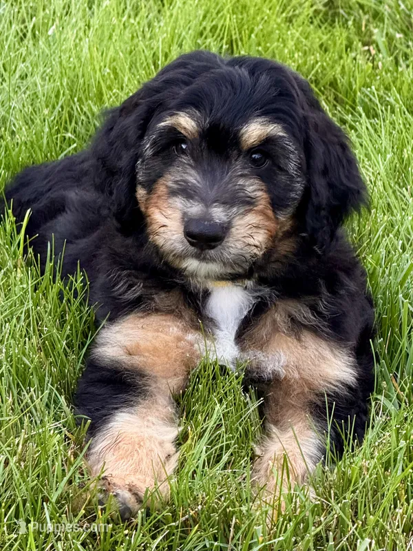 Winton  – Aussiedoodle puppy for sale in Decatur, IL