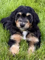 Winton , a male Aussiedoodle for sale in Decatur, IL – 1 of 4
