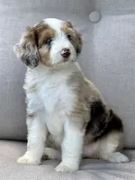 Dolce , a female Aussiedoodle for sale in Decatur, IL – 4 of 4