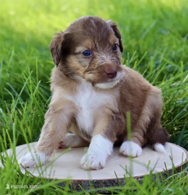 Gabana  – Aussiedoodle puppy for sale in Decatur, IL