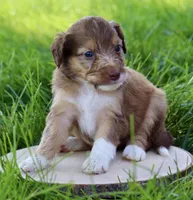 Gabana , a female Aussiedoodle for sale in Decatur, IL – 1 of 1
