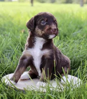 Madamoiselle, a female Aussiedoodle for sale in Decatur, IL – 1 of 1
