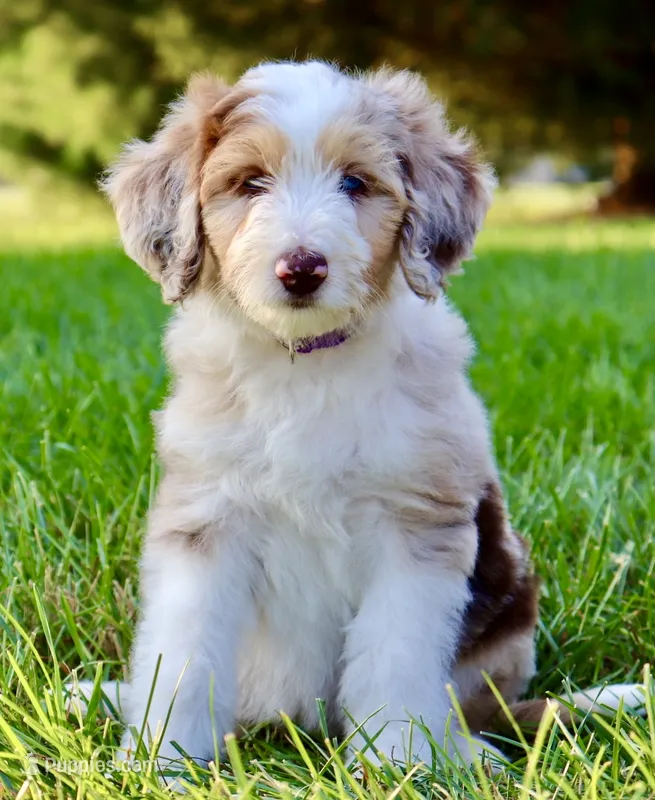 Dolce  – Aussiedoodle puppy for sale in Decatur, IL