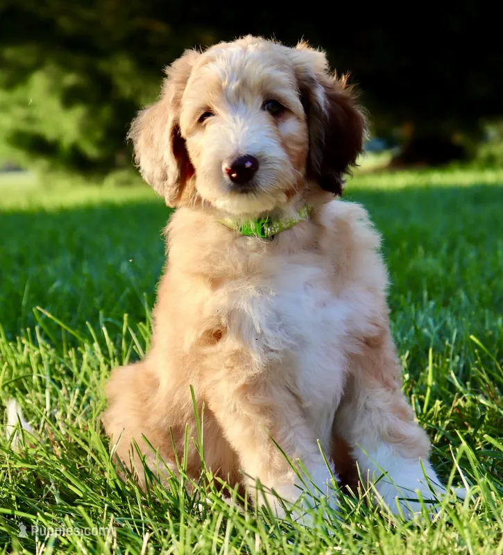 Hugo Boss – Aussiedoodle puppy for sale in Decatur, IL