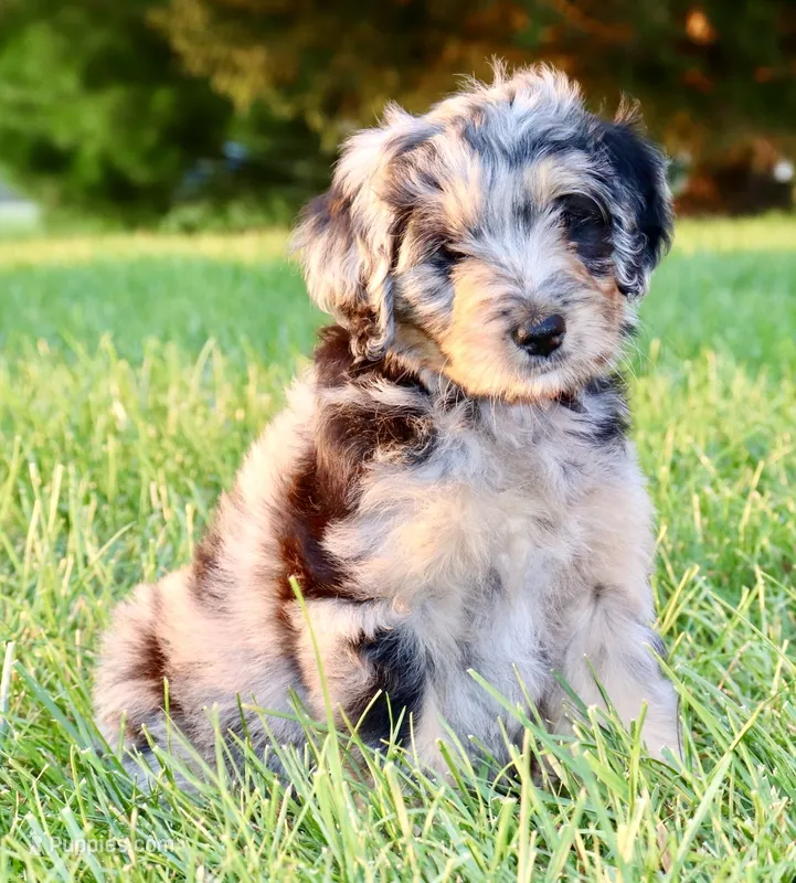 Carla – Aussiedoodle, Miniature Bernedoodle puppy for sale in Decatur, IL