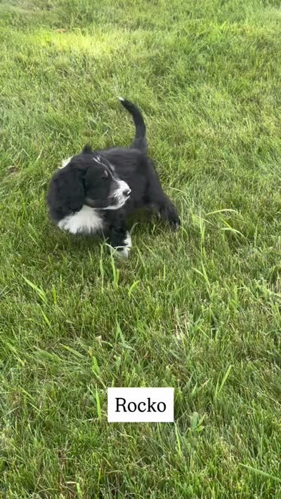Rocko, a male Aussiedoodle for sale in Decatur, IL – 2 of 2