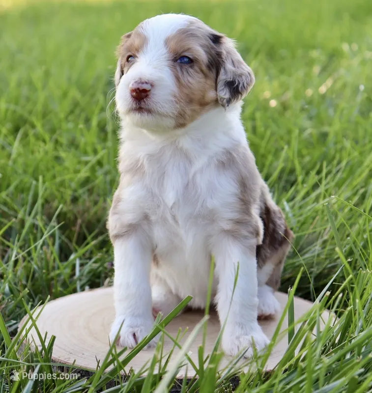 Dolce  – Aussiedoodle puppy for sale in Decatur, IL