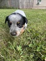 Steve, a male Australian Cattle Dog for sale in Kendallville, IN – 5 of 8