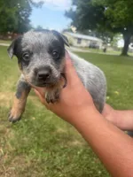 Rosita, a female Australian Cattle Dog for sale in Kendallville, IN – 4 of 7