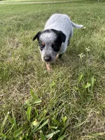 Steve, a male Australian Cattle Dog for sale in Kendallville, IN – 3 of 8