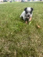 Pickles , a male Australian Cattle Dog for sale in Kendallville, IN – 5 of 10