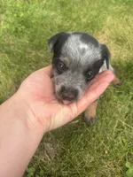 Rosita, a female Australian Cattle Dog for sale in Kendallville, IN – 3 of 7