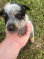 Larry, a male Australian Cattle Dog for sale in Kendallville, IN – 1 of 9