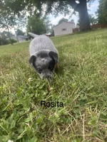 Rosita, a female Australian Cattle Dog for sale in Kendallville, IN – 2 of 7