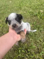 Pickles , a male Australian Cattle Dog for sale in Kendallville, IN – 2 of 10