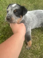 Buck, a male Australian Cattle Dog for sale in Kendallville, IN – 6 of 9