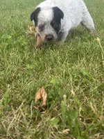 Chief, a male Australian Cattle Dog for sale in Kendallville, IN – 7 of 9
