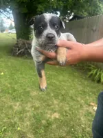 Daisy , a female Australian Cattle Dog for sale in Kendallville, IN – 3 of 4