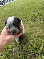 Chief, a male Australian Cattle Dog for sale in Kendallville, IN – 4 of 9