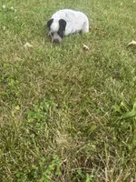Chief, a male Australian Cattle Dog for sale in Kendallville, IN – 9 of 9