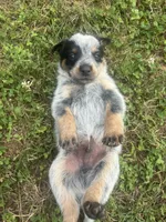 Larry, a male Australian Cattle Dog for sale in Kendallville, IN – 6 of 9