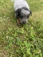 Rosita, a female Australian Cattle Dog for sale in Kendallville, IN – 6 of 7
