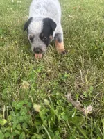 Chief, a male Australian Cattle Dog for sale in Kendallville, IN – 8 of 9