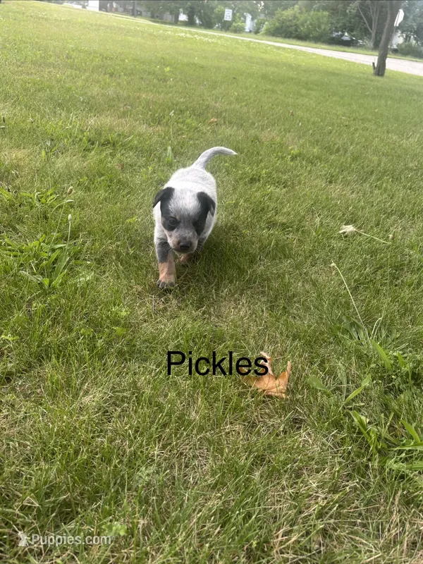 Pickles  – Australian Cattle Dog puppy for sale in Kendallville, IN