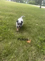 Pickles , a male Australian Cattle Dog for sale in Kendallville, IN – 1 of 10