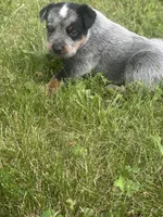 Buck, a male Australian Cattle Dog for sale in Kendallville, IN – 3 of 9