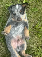 Buck, a male Australian Cattle Dog for sale in Kendallville, IN – 5 of 9