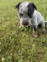 Sally, a female Australian Cattle Dog for sale in Kendallville, IN – 8 of 10