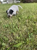 Sally, a female Australian Cattle Dog for sale in Kendallville, IN – 2 of 10