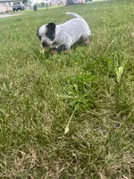 Pickles , a male Australian Cattle Dog for sale in Kendallville, IN – 3 of 10