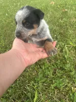 Steve, a male Australian Cattle Dog for sale in Kendallville, IN – 6 of 8