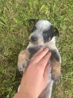Pickles , a male Australian Cattle Dog for sale in Kendallville, IN – 8 of 10