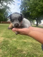 Rosita, a female Australian Cattle Dog for sale in Kendallville, IN – 7 of 7