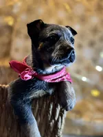 Cupcake, a female Australian Cattle Dog for sale in Kendallville, IN – Photo 4 of 10