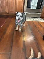Cupcake, a female Australian Cattle Dog for sale in Kendallville, IN – Photo 9 of 10