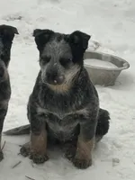 Cupcake, a female Australian Cattle Dog for sale in Kendallville, IN – Photo 10 of 10