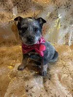 Cupcake, a female Australian Cattle Dog for sale in Kendallville, IN – Photo 5 of 10